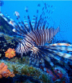  Lion Fish wreck off St Marten. These are indigenous South Pacific but real problem Carribbean having no known predators. This was caught dissected marine biologists days later. Marten predators later  
